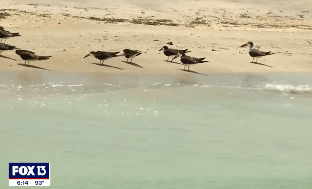 The shorebirds have gathered at the wildlife refuge to breed, according to the FWC. 